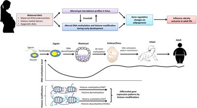 Frontiers Epigenetic Mechanisms Link Maternal Diets and Gut